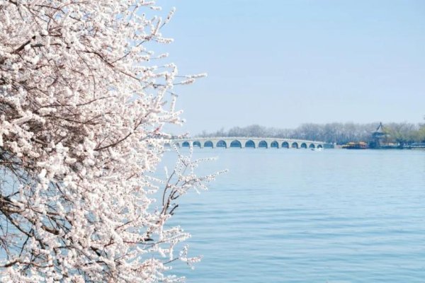最新春花实况！此时颐和园西堤，美如画——